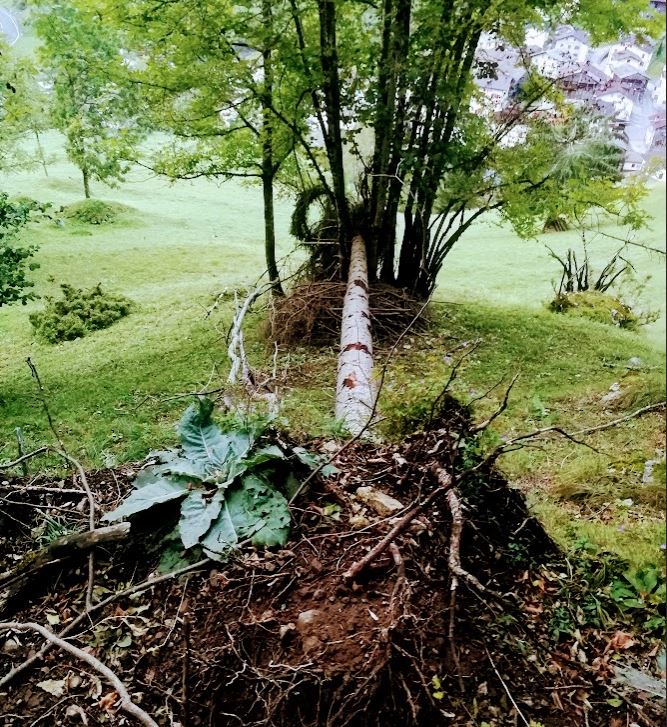 Albero divelto in un bosco